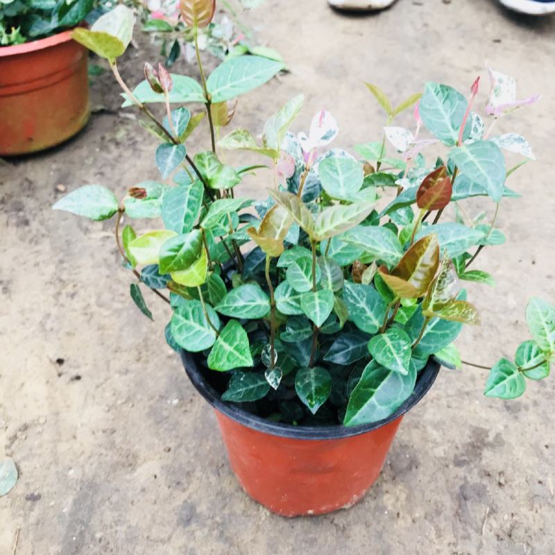 花叶络石盆栽吊兰彩叶黄金植物满天星阳台庭院藤蔓攀爬绿植花