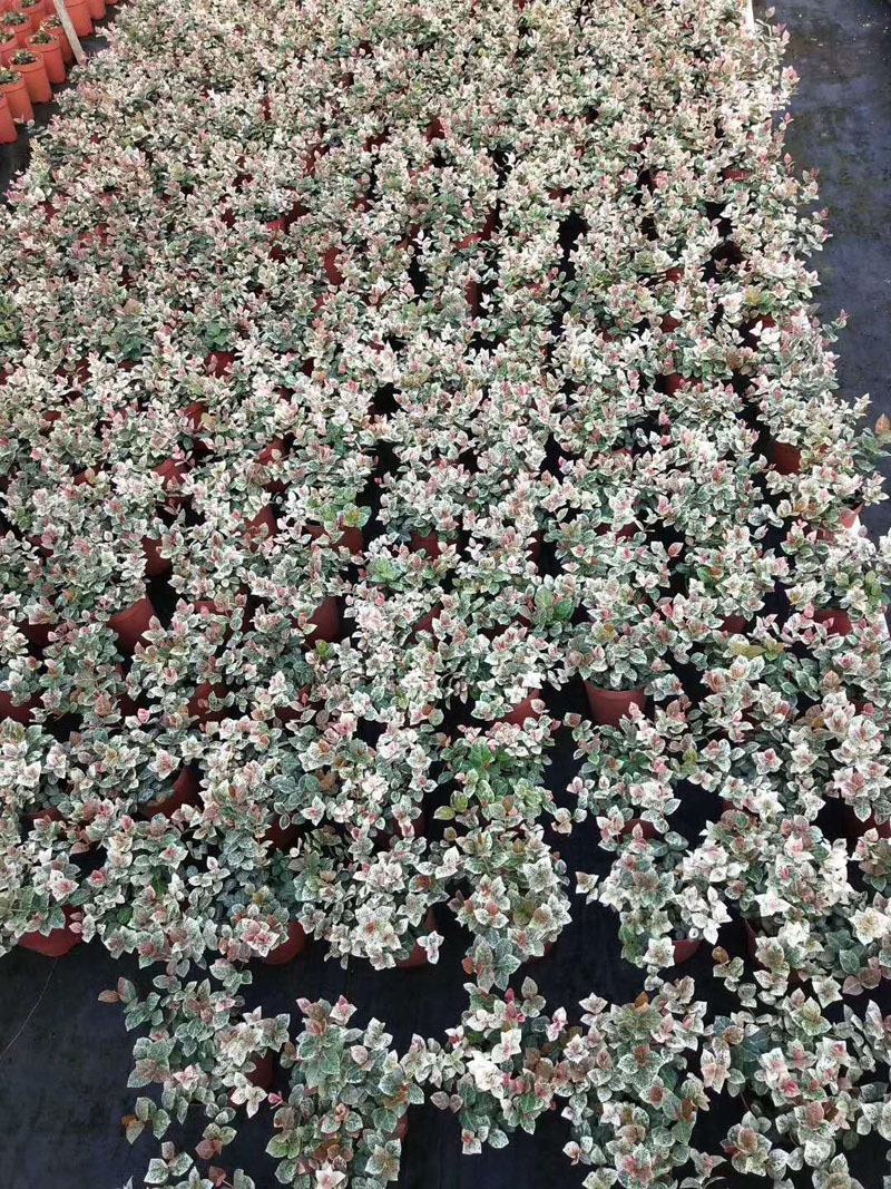花叶络石盆栽吊兰彩叶黄金植物满天星阳台庭院藤蔓攀爬绿植花