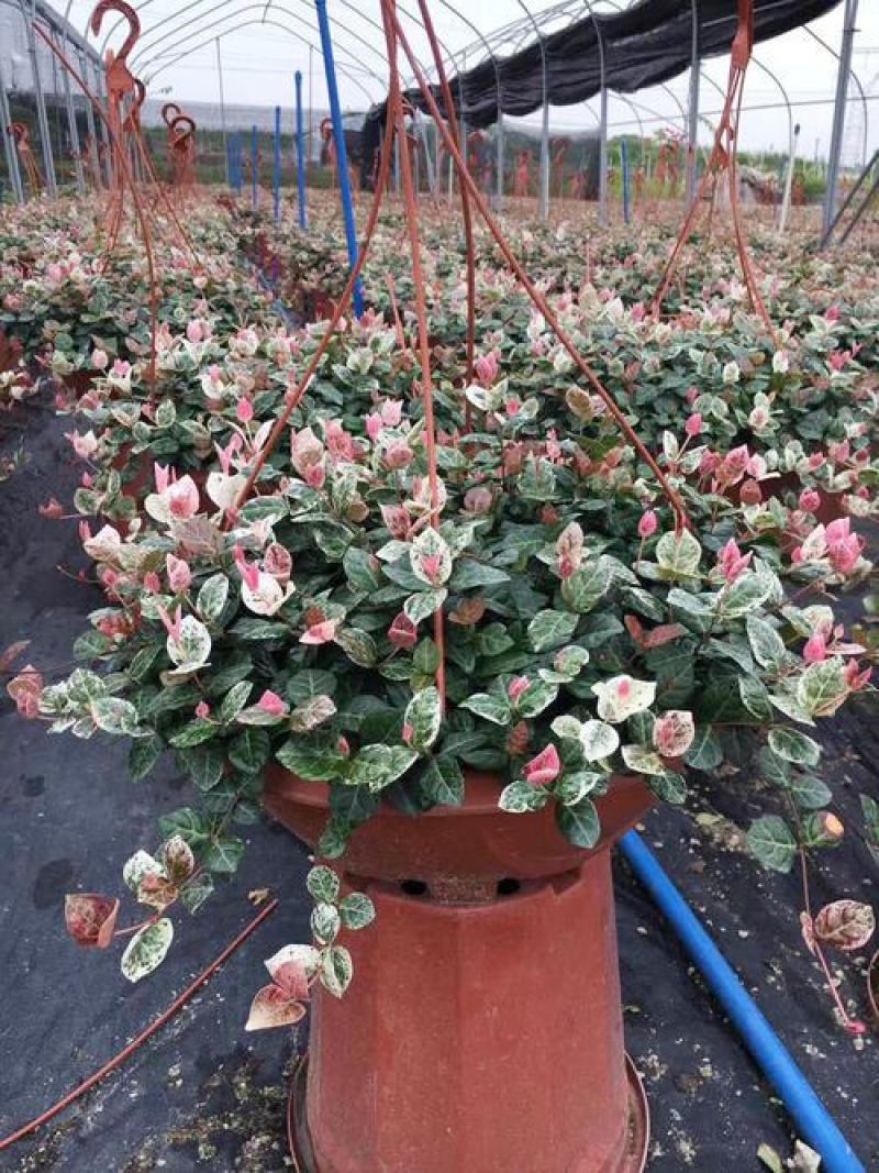 花叶络石盆栽吊兰彩叶黄金植物满天星阳台庭院藤蔓攀爬绿植花