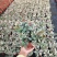 花叶络石盆栽吊兰彩叶黄金植物满天星阳台庭院藤蔓攀爬绿植花