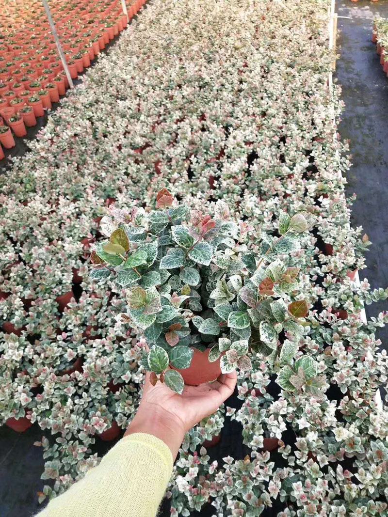 花叶络石盆栽吊兰彩叶黄金植物满天星阳台庭院藤蔓攀爬绿植花