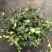 花叶络石盆栽吊兰彩叶黄金植物满天星阳台庭院藤蔓攀爬绿植花