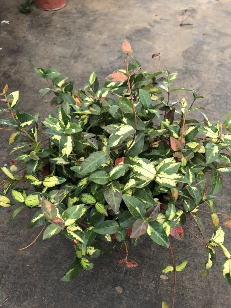 花叶络石盆栽吊兰彩叶黄金植物满天星阳台庭院藤蔓攀爬绿植花