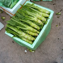 儿菜，棒菜，榨菜，大量有货，有需要的老板随时联系