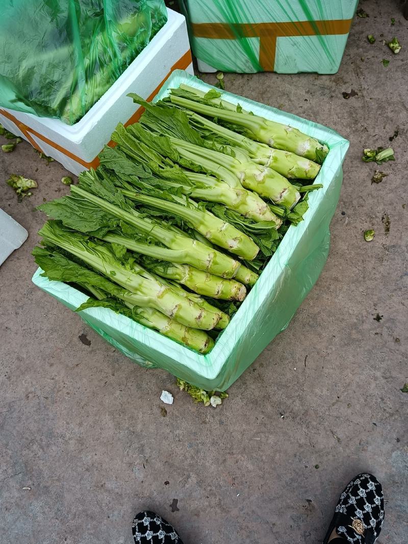 儿菜，棒菜，榨菜，大量有货，有需要的老板随时联系