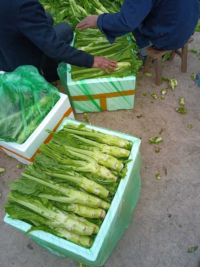 儿菜，棒菜，榨菜，大量有货，有需要的老板随时联系