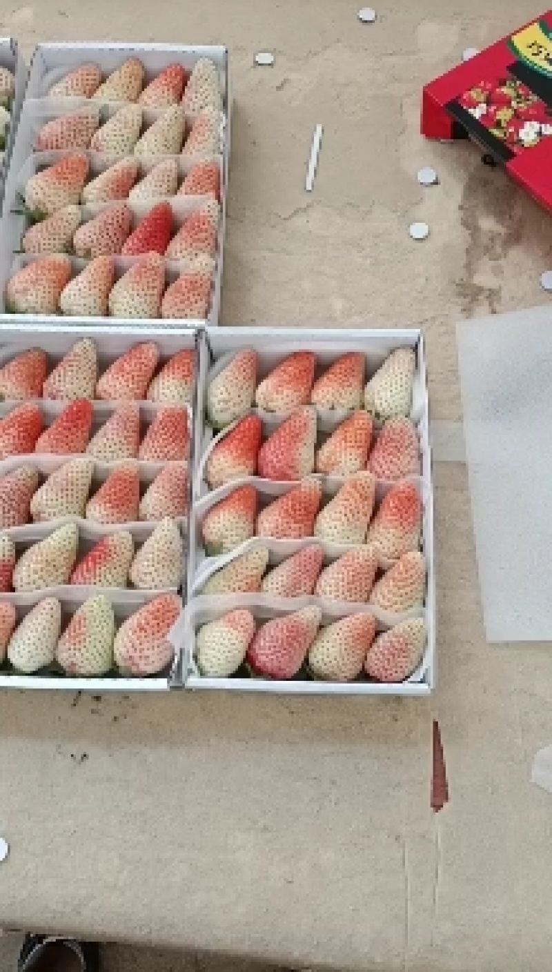 草莓量大可批发
