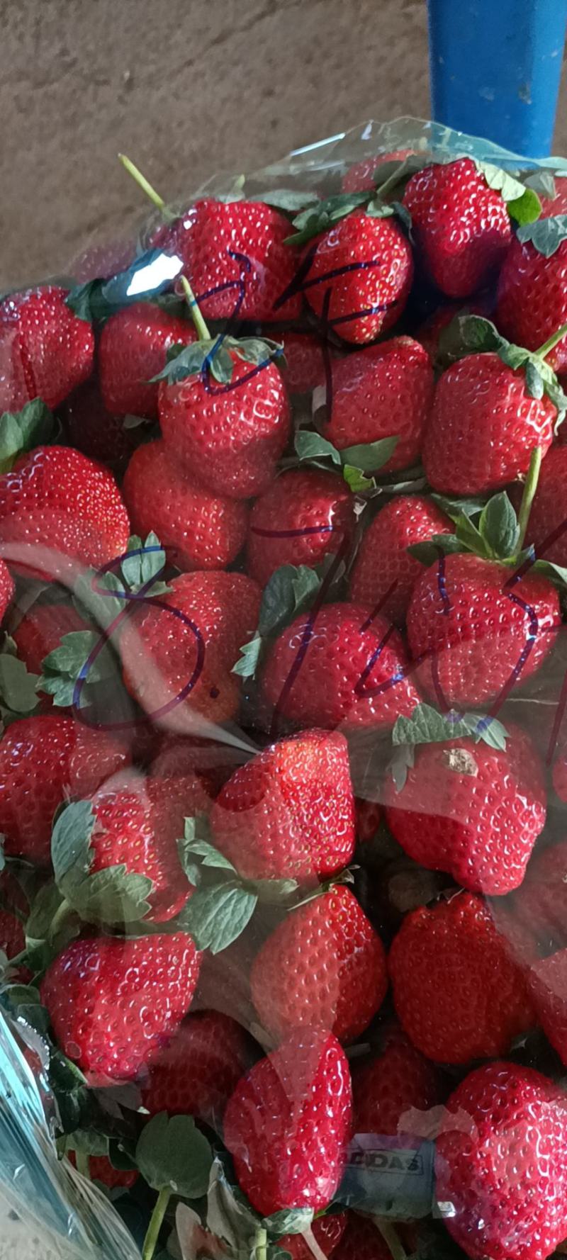 草莓量大可批发