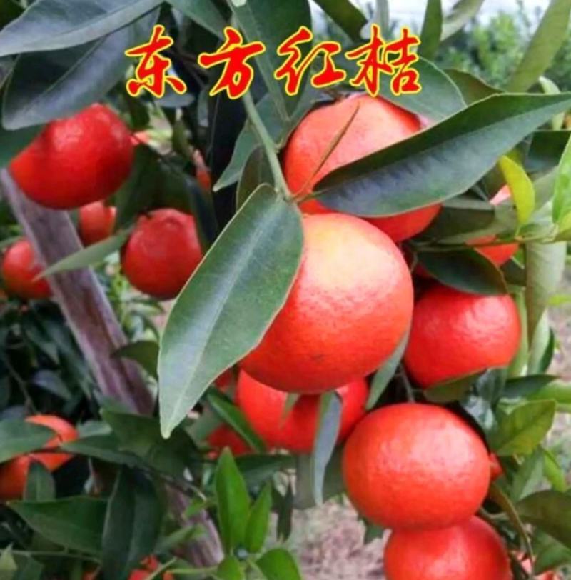 世纪红东方红/纯甜爆汁/皮色红亮/果园直供/坏果包赔