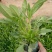 毛地黄花苗宿根强耐寒好养草花卉庭院阳台盆栽观花植物