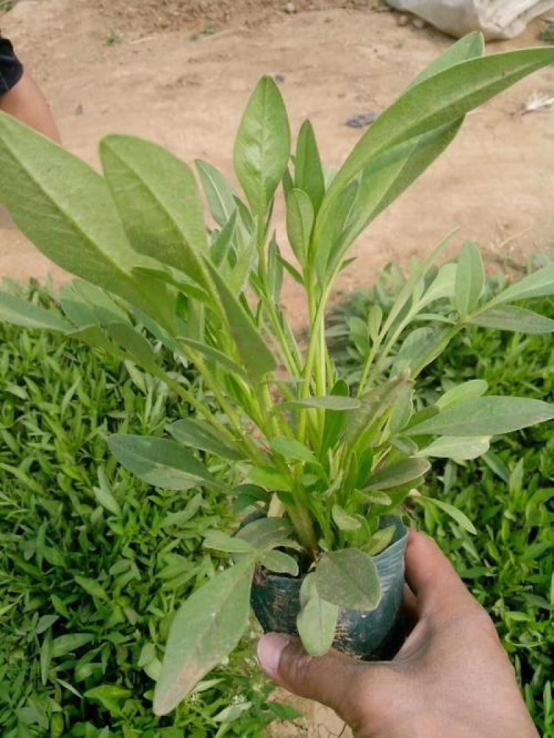 毛地黄花苗宿根强耐寒好养草花卉庭院阳台盆栽观花植物