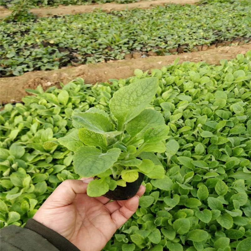 毛地黄花苗宿根强耐寒好养草花卉庭院阳台盆栽观花植物