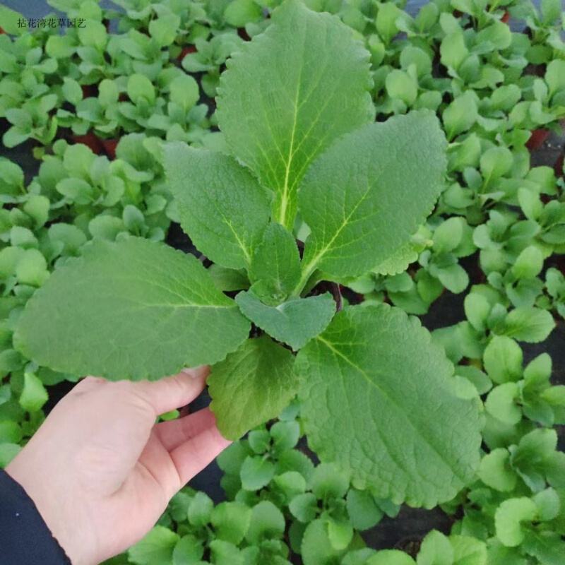 毛地黄花苗宿根强耐寒好养草花卉庭院阳台盆栽观花植物