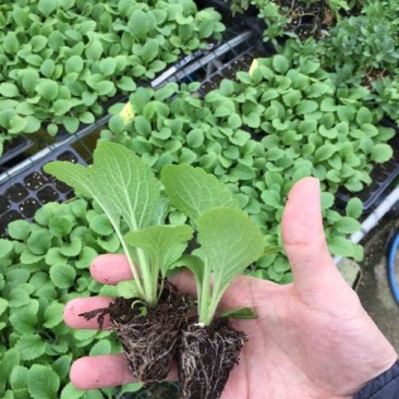 毛地黄花苗宿根强耐寒好养草花卉庭院阳台盆栽观花植物