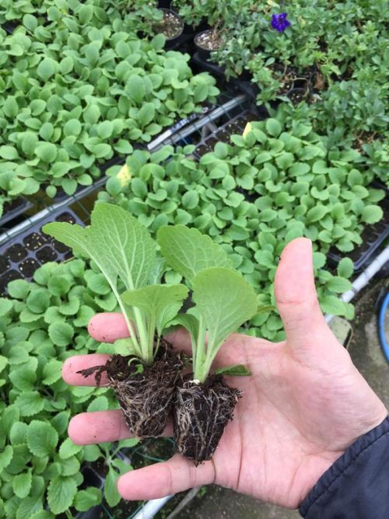 毛地黄花苗宿根强耐寒好养草花卉庭院阳台盆栽观花植物