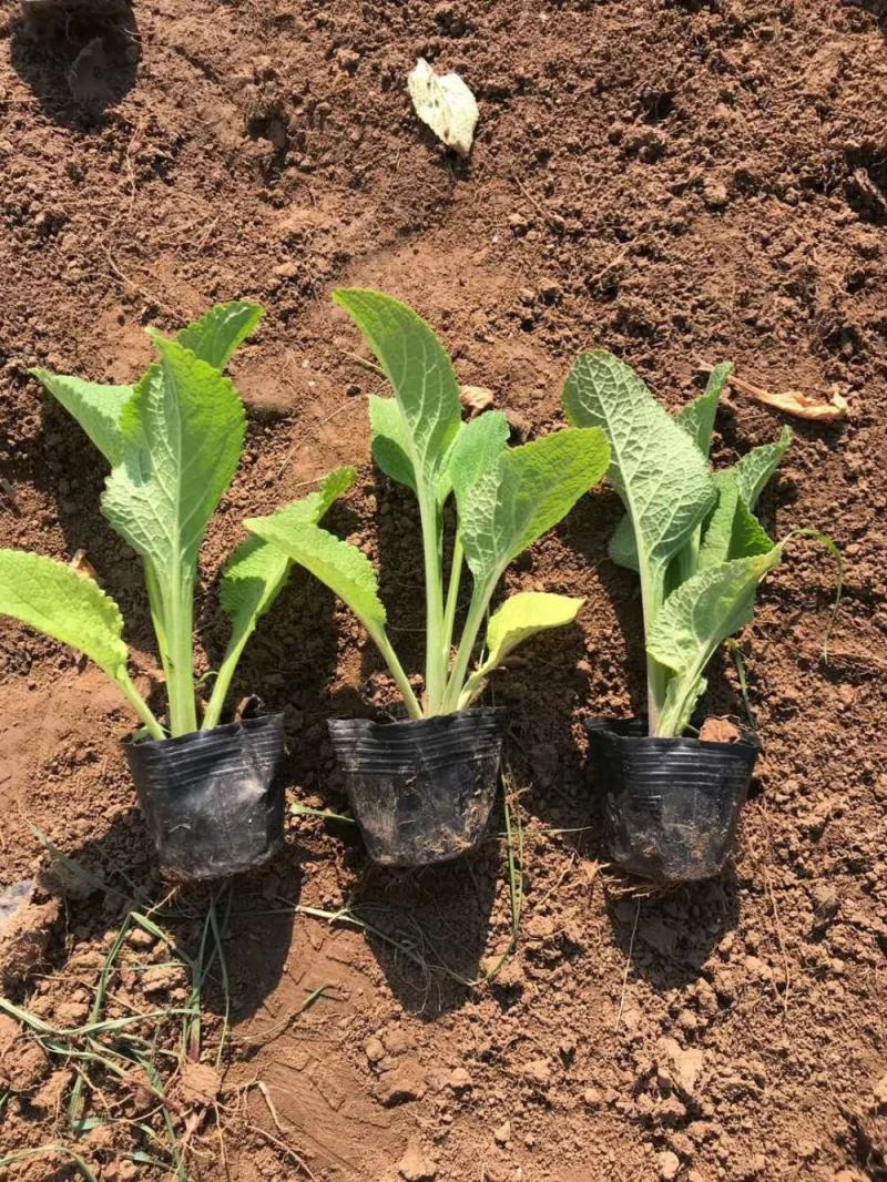 毛地黄花苗宿根强耐寒好养草花卉庭院阳台盆栽观花植物