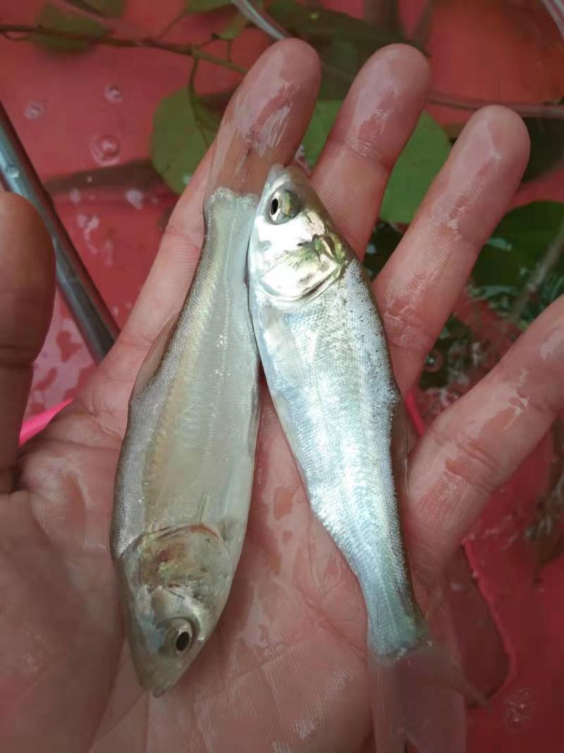广西白鲢鱼苗，源头直供，可视频看货，量大免费送货源充足！