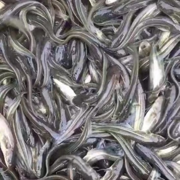 各种鱼苗，草鱼，鲤鱼，鲫鱼，鲈鱼，黄辣丁，乌鱼，大口鲶