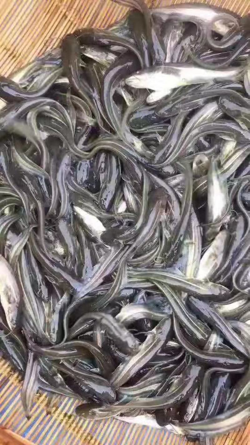 各种鱼苗，草鱼，鲤鱼，鲫鱼，鲈鱼，黄辣丁，乌鱼，大口鲶