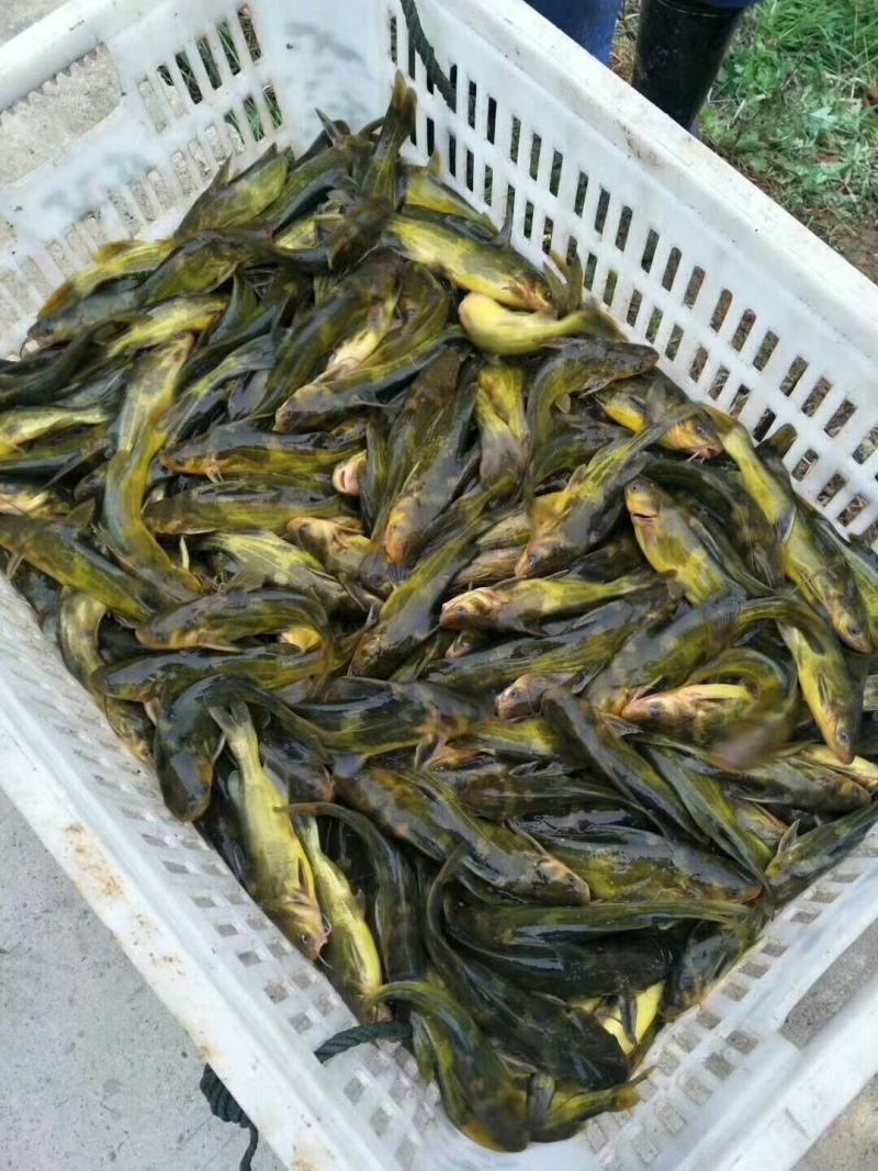 各种鱼苗，草鱼，鲤鱼，鲫鱼，鲈鱼，黄辣丁，乌鱼，大口鲶