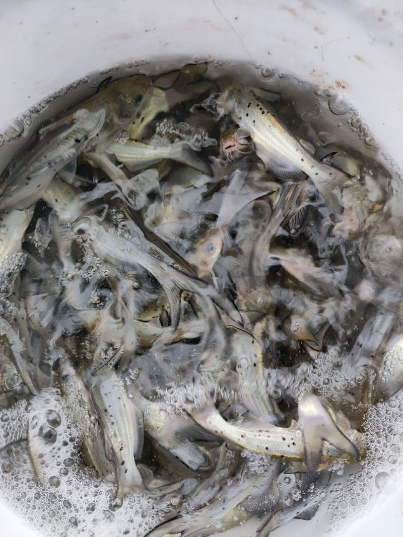 各种鱼苗，草鱼，鲤鱼，鲫鱼，鲈鱼，黄辣丁，乌鱼，大口鲶