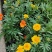 孔雀草万寿菊盆栽花苗绿植花卉室内四季开花盆栽花苗室外景观