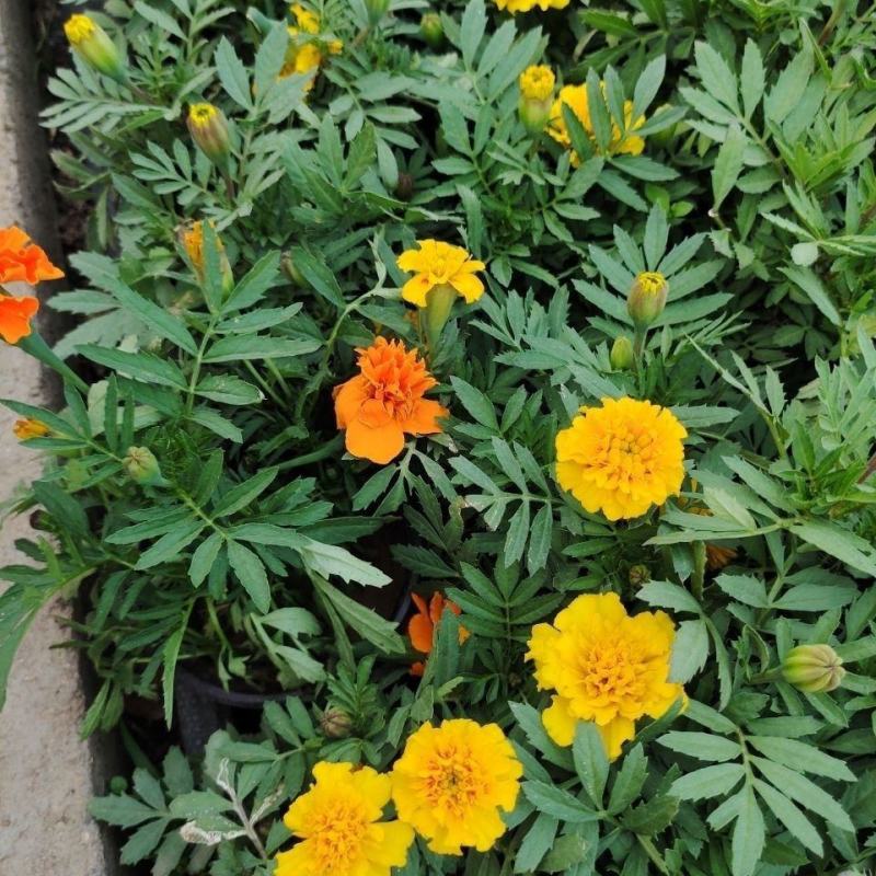 孔雀草万寿菊盆栽花苗绿植花卉室内四季开花盆栽花苗室外景观