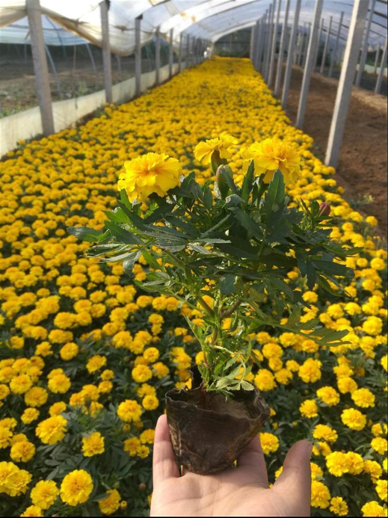 孔雀草万寿菊盆栽花苗绿植花卉室内四季开花盆栽花苗室外景观
