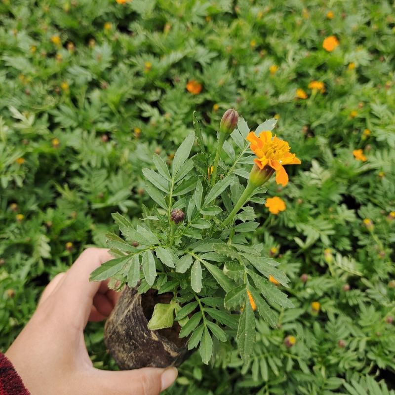 孔雀草万寿菊盆栽花苗绿植花卉室内四季开花盆栽花苗室外景观