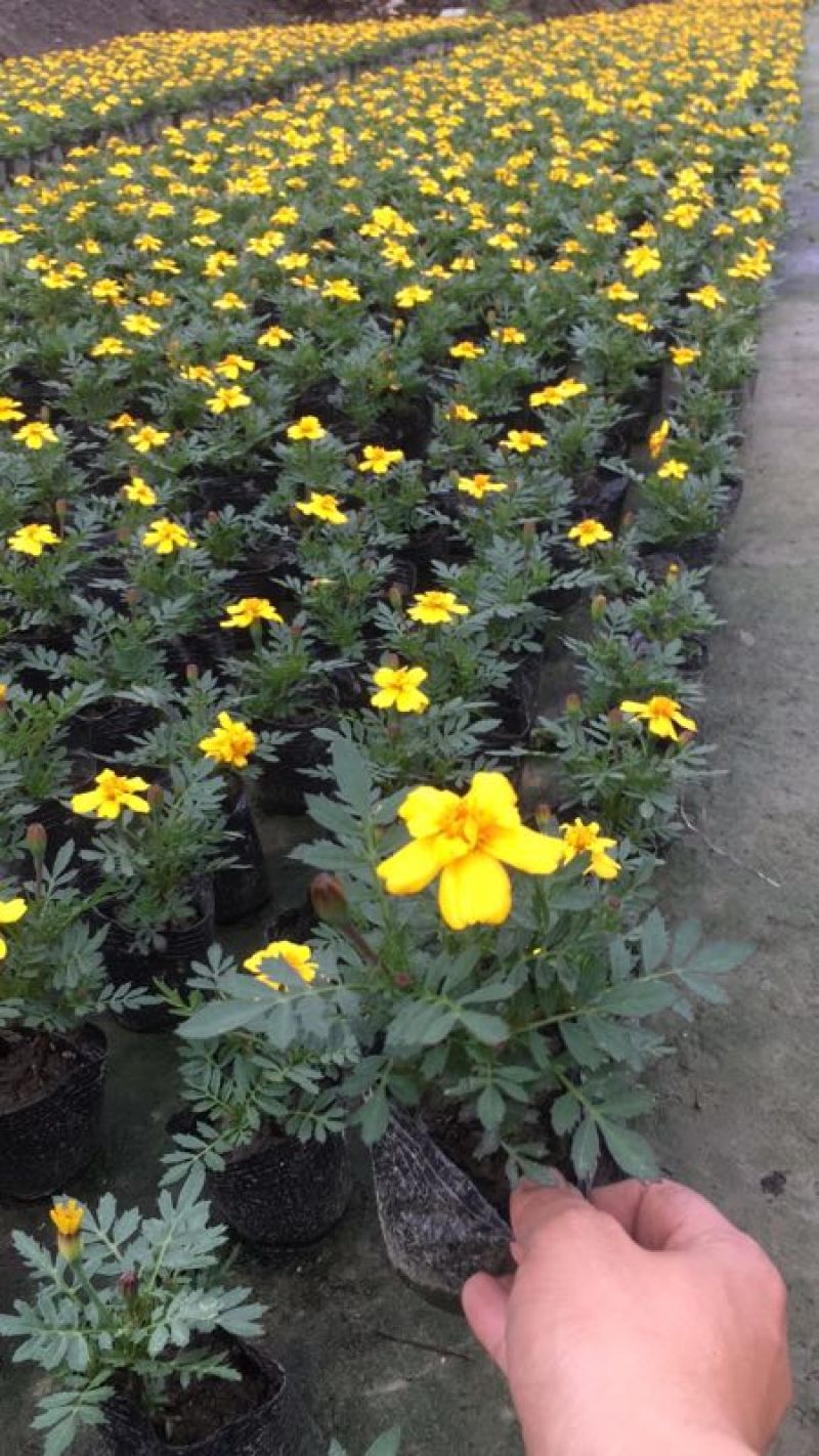 孔雀草万寿菊盆栽花苗绿植花卉室内四季开花盆栽花苗室外景观