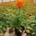 孔雀草万寿菊盆栽花苗绿植花卉室内四季开花盆栽花苗室外景观