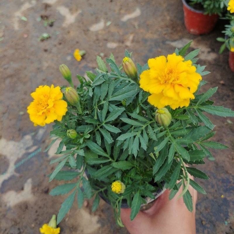 孔雀草万寿菊盆栽花苗绿植花卉室内四季开花盆栽花苗室外景观