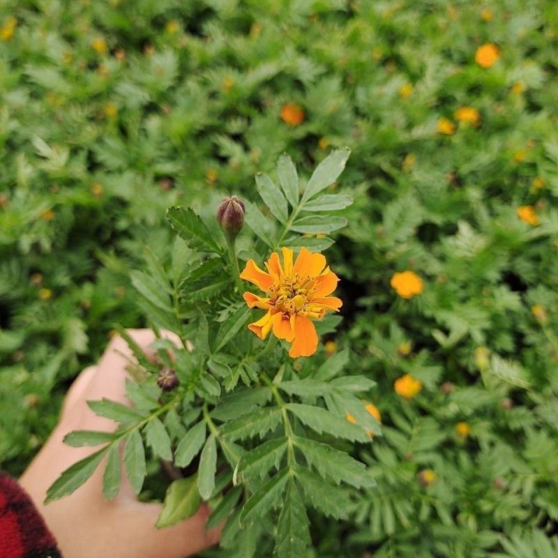 孔雀草万寿菊盆栽花苗绿植花卉室内四季开花盆栽花苗室外景观