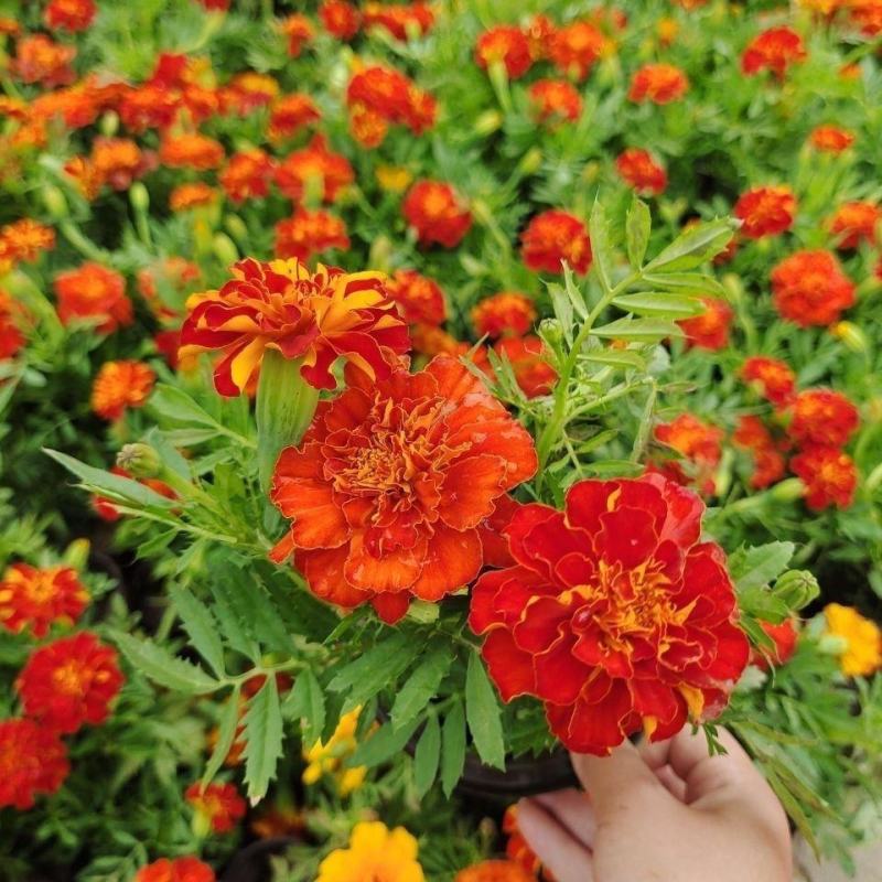 孔雀草万寿菊盆栽花苗绿植花卉室内四季开花盆栽花苗室外景观