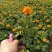 孔雀草万寿菊盆栽花苗绿植花卉室内四季开花盆栽花苗室外景观