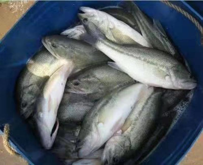 出售鲈鱼，青波，青鱼，鳕鱼，鳊鱼，黄辣丁