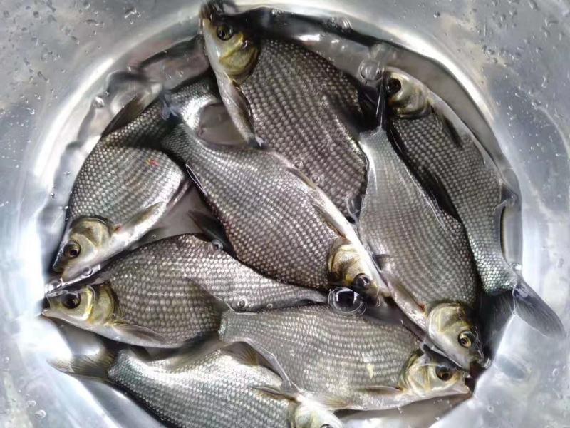 出售鲈鱼，青波，青鱼，鳕鱼，鳊鱼，黄辣丁