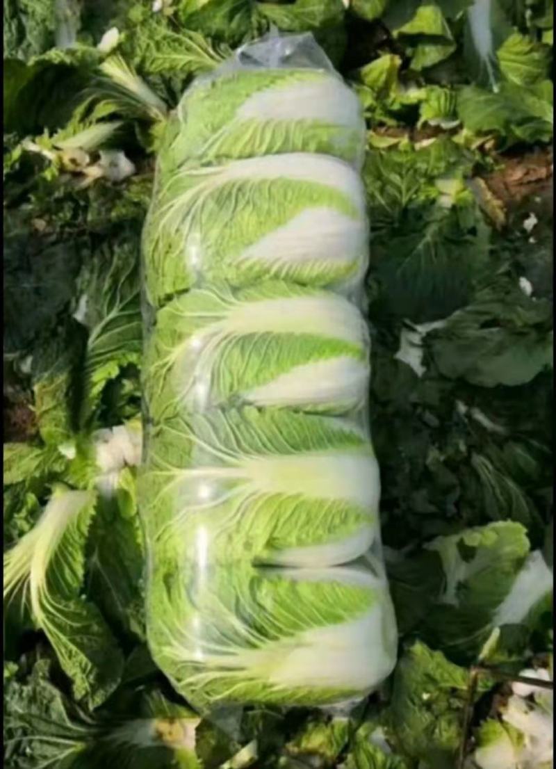 高山大白菜，产地直供，保质保量，欢迎咨询订购