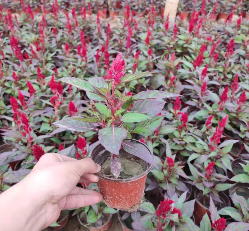 鸡冠花苗盆栽阳台庭院花镜工程花卉好养易活花期长耐热植物