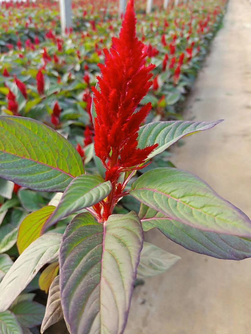 鸡冠花苗盆栽阳台庭院花镜工程花卉好养易活花期长耐热植物