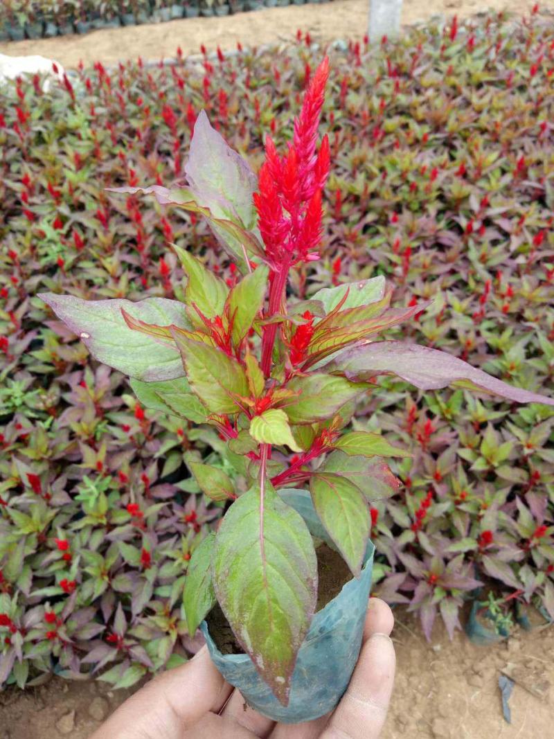 鸡冠花苗盆栽阳台庭院花镜工程花卉好养易活花期长耐热植物