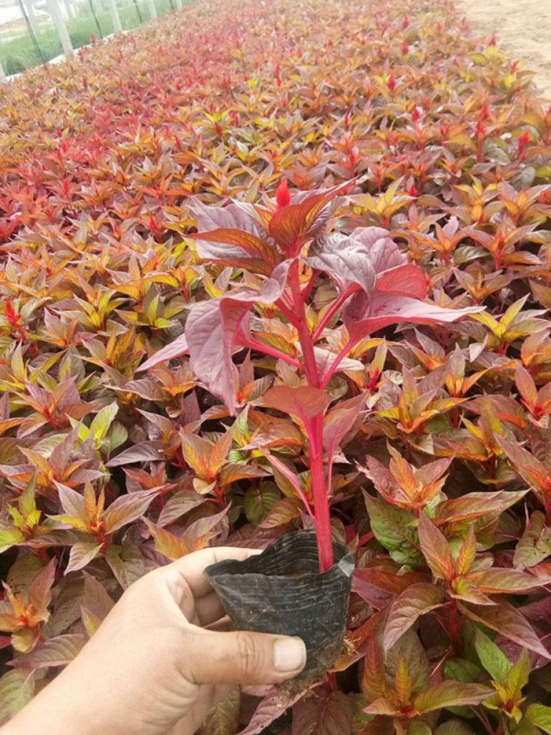 鸡冠花苗盆栽阳台庭院花镜工程花卉好养易活花期长耐热植物
