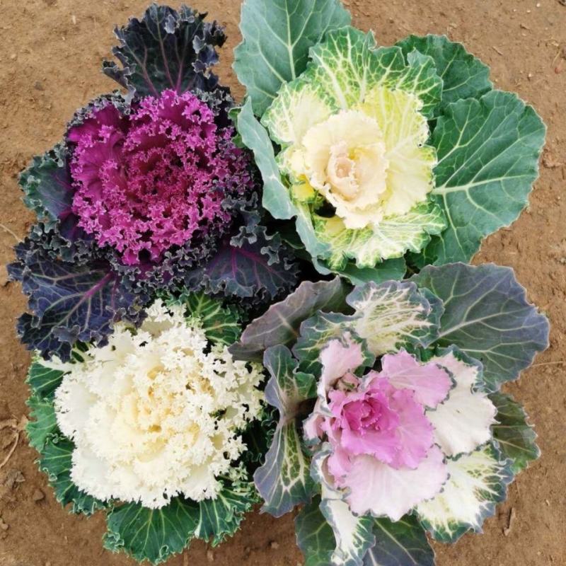 羽衣甘蓝种子观赏食用型甘蓝蔬菜孑阳台四季盆栽春季种植