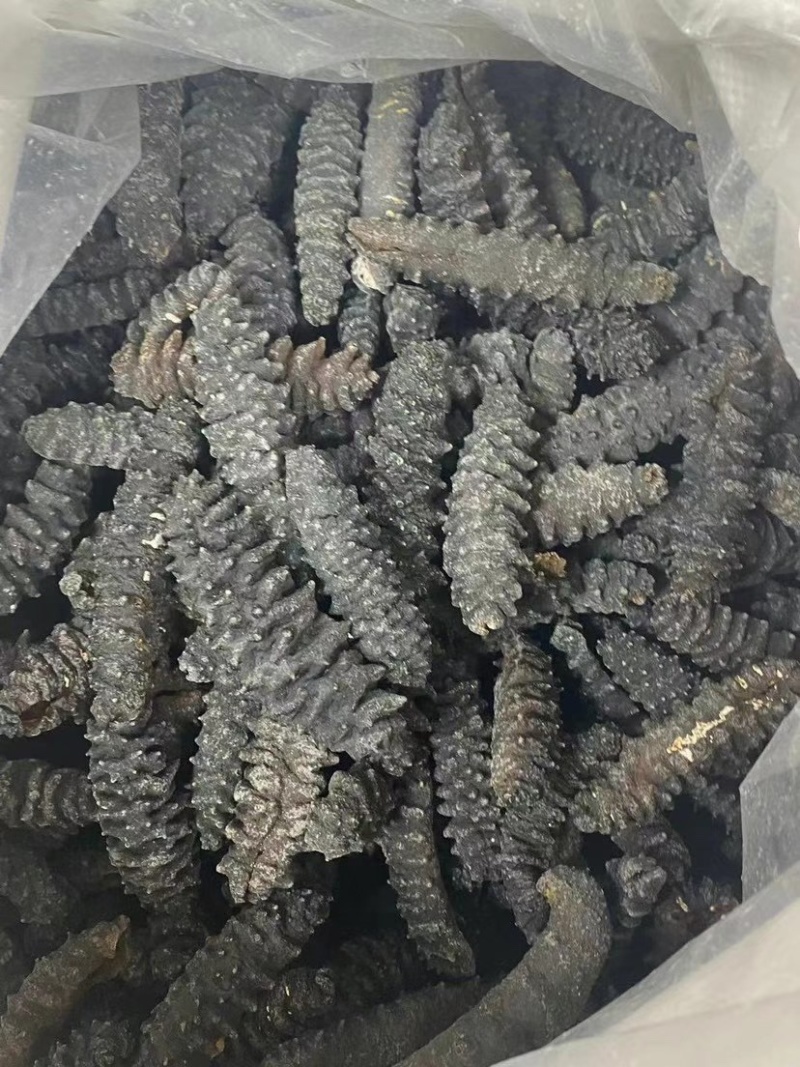 海参