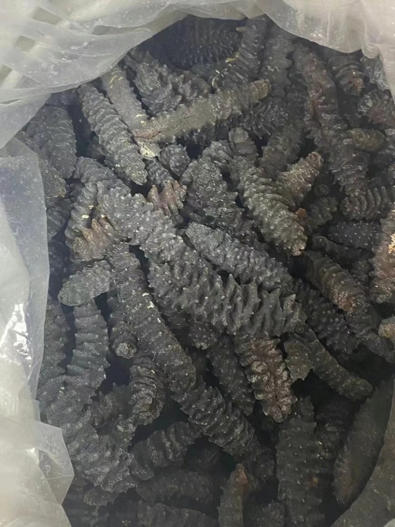 海参