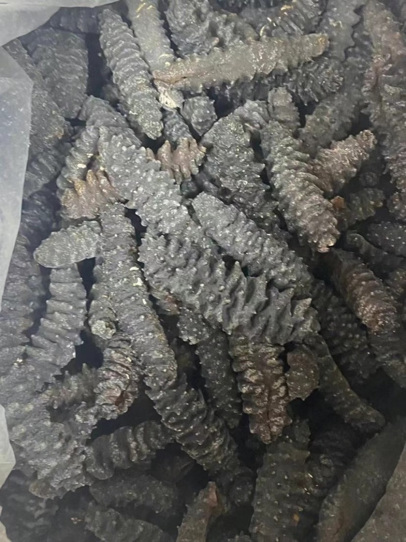 海参