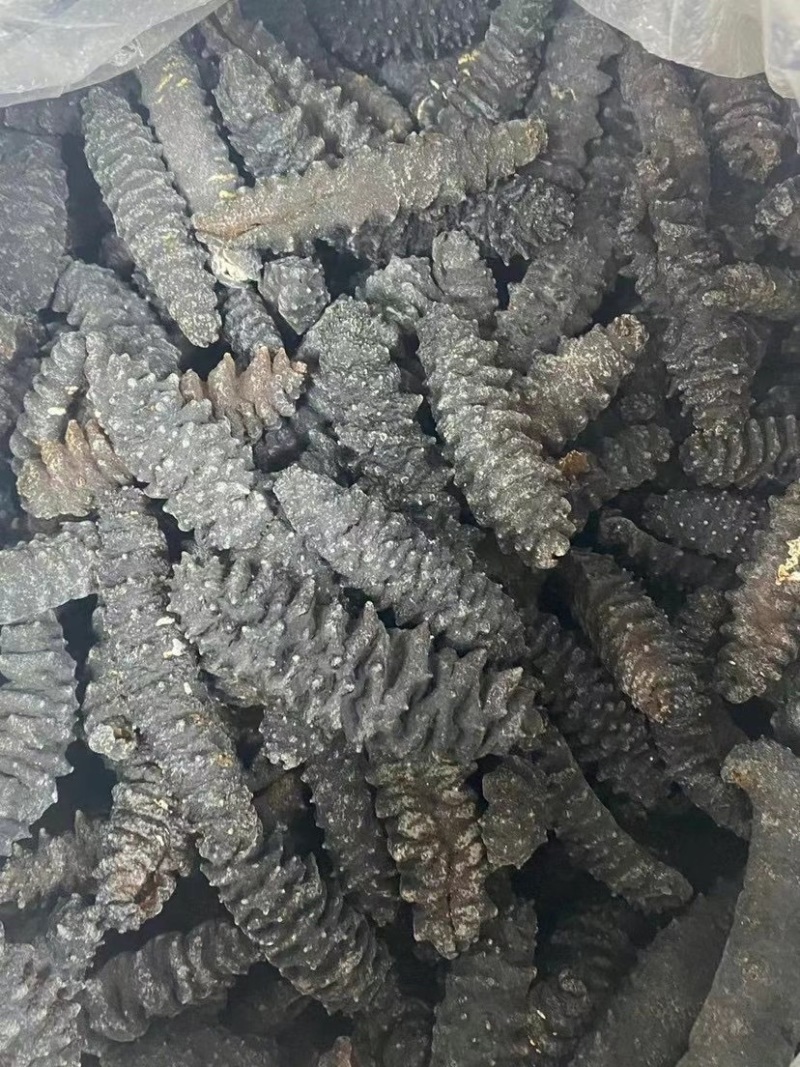 海参