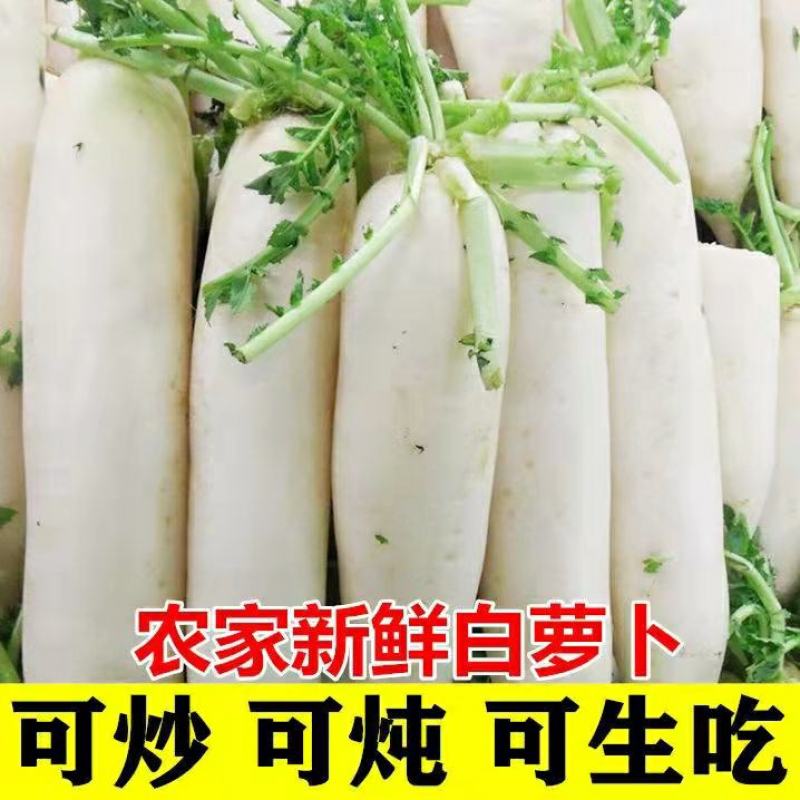 精品白萝卜大量供应产地一手货源欢迎咨询订购