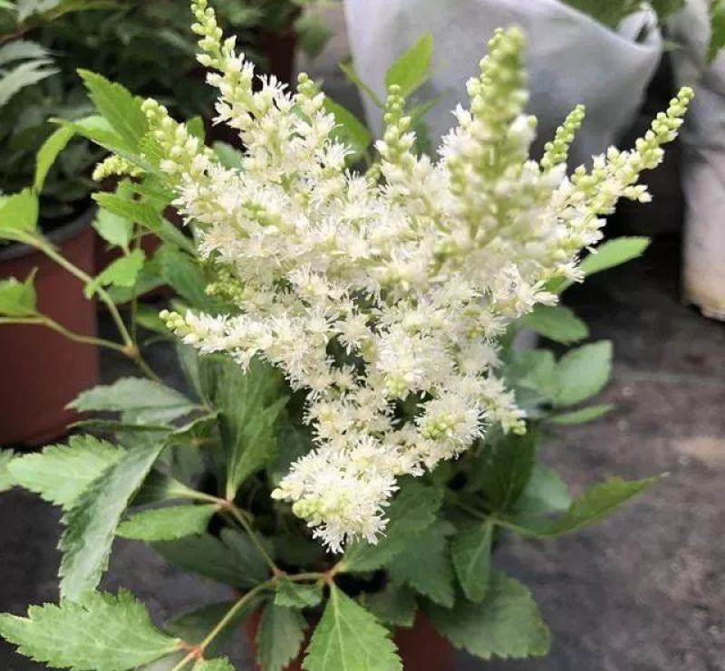 落新妇盆栽带花阳台花园多年生宿根耐阴花卉络新妇