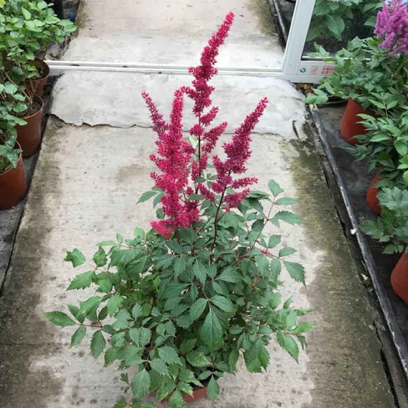 落新妇盆栽带花阳台花园多年生宿根耐阴花卉络新妇